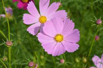 Pink cosmos flowers blooming in the morning