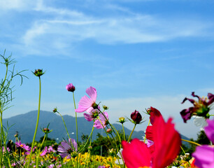 Pink cosmos flowers bloom in the morning. background blur blue sky