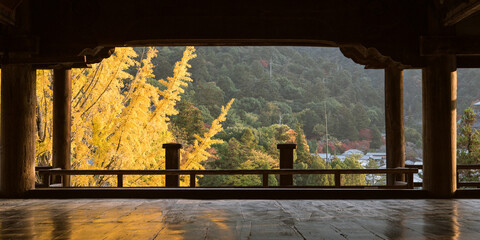 Autumn yellow gingko tree viewed from Senjokaku (Hokoku Shrine) in Miyajima, Hiroshima, Japan　豊国神社（千畳閣）から見た黄葉したイチョウの木 広島県・宮島