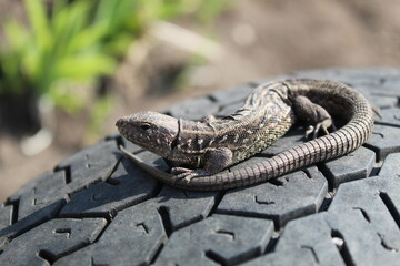 Lizard on a wheel