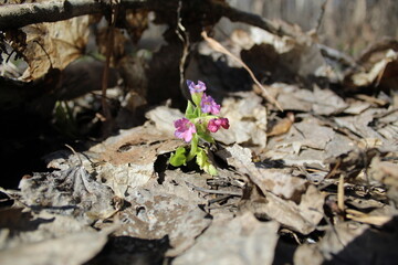 Primrose