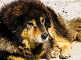 portrait of a dog, Himalayan mountain dog