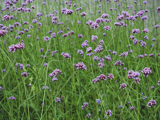 Beautiful background from a field of lilac flowers. Blooming verbena, shallow depth of field.