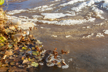 frozen stream and autumn leaves.cold weather.winter landscape.