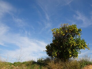 Obraz premium Mandarin Orange Tree in Valencia, Spain