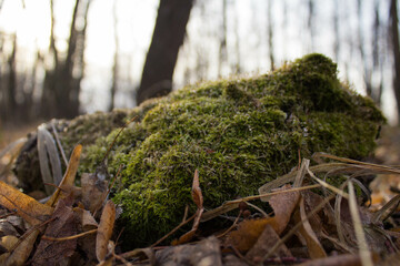 moss on the tree