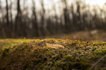 moss on the ground