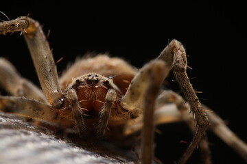 wolf spider, macro photography