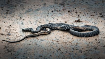 Snake on concrete after rain