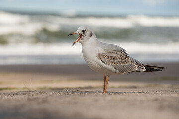 Mewa śmieszka na piaszczystej morskiej plaży.