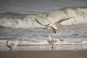 Nadmorskie ptaki na plaży