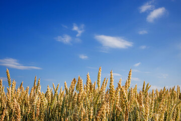 Green Wheat Field. Beautiful Nature Sunset Landscape. Background of ripening ears of meadow wheat field. Concept of great harvest and productive seed industry