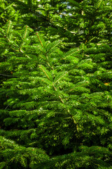 Frisches Tannengrün an einer Fichte