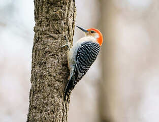 Red-Bellied Woodpecker on Tree