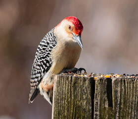 Red-Bellied Woodpecker Eating