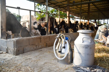 Cow discovers the meaning of being on a cow farm, animal husbandry in farm, row of cows being milked with milking machine, Cattle grazing in a field. - 473157456