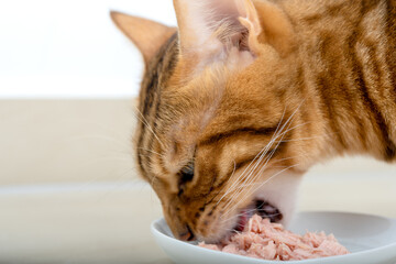Close-up of the face of a Bengal cat eating cat food.