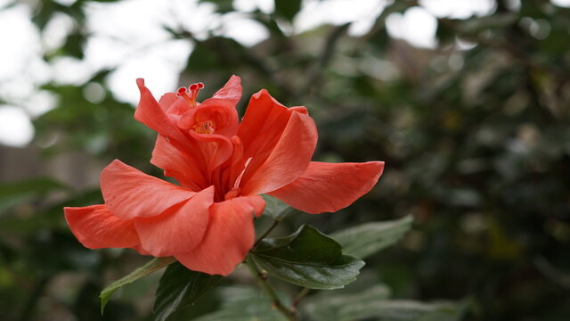 Hibiscus Orange Double flower and flower bud; a flower from mallow family Malvaceae also called as Chinese hibiscus, Gurhal, Jaswand, and tropical hibiscus