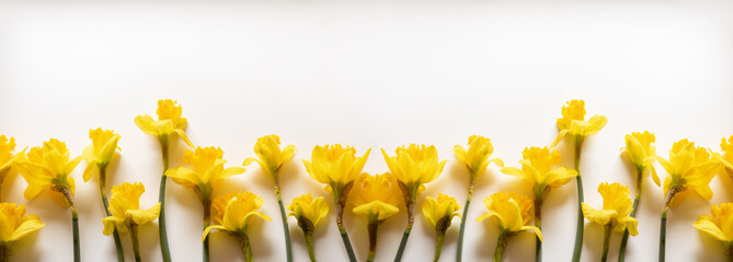 Beautiful Spring banner with fresh yellow daffodil flowers on white background.