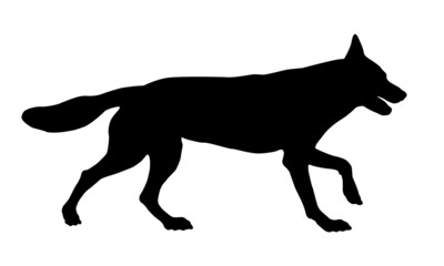 Obraz premium Black dog silhouette. Running czechoslovak wolfdog puppy. Pet animals. Isolated on a white background.