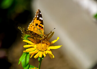 Distelfalter auf gelber Blüte