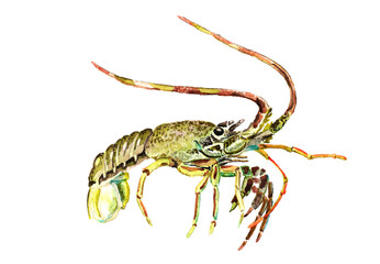 Watercolor Spiny lobster