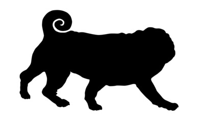 Black dog silhouette. Running chinese pug puppy. Dutch bulldog or mini mastiff. Pet animals. Isolated on a white background.