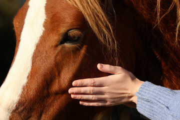 Woman petting beautiful horse outdoors on sunny day, closeup - obrazy, fototapety, plakaty