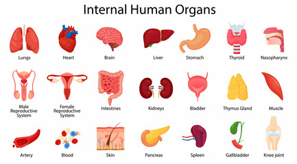 Realistic human internal organs icons set with lungs, kidneys, stomach, intestines, brain, heart, spleen and liver, skin, artery, blood, etc., vector flat illustration