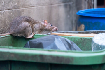 The rats are eating in the trash in the big city
