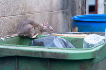 The rats are eating in the trash in the big city - obrazy, fototapety, plakaty