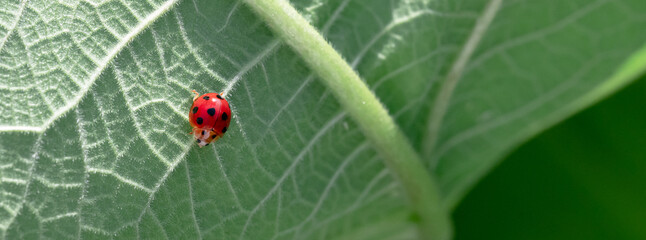 ladybug on green leaf