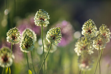 Allium