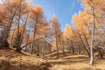 yellow larches at fall in the woods