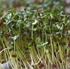 Fototapeta premium Sprouting of the seeds (linseeds)