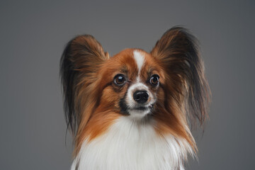 Purebred papillon doggy with long ears against gray background
