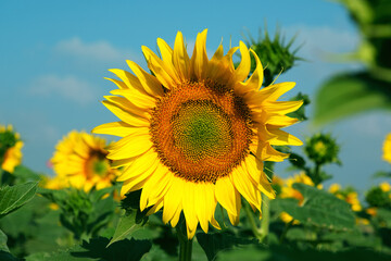 Obraz premium A sunflower in a field of sunflowers