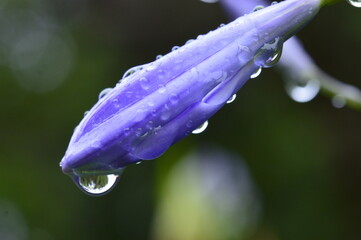 Fototapeta premium water drops on a closed blue flower