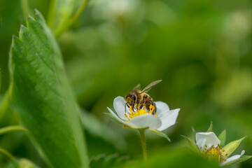 Bird cherry tree flower on spring background. Spring season. Selective focus, close up.