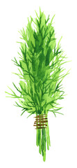 Watercolor background with dill: dill leaves and seeds. Herbs and spices. Vector hand drawn illustration