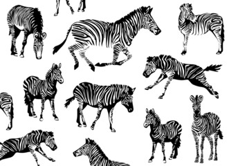 Graphic collection of zebras vector