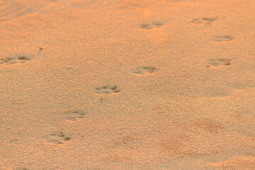 dog foot prints