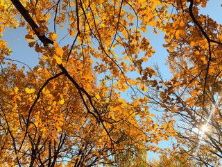 Autumn yellow forest