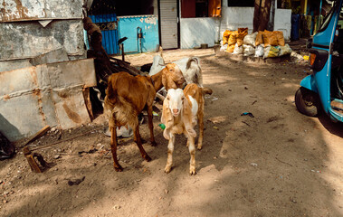 Kozy wypasane w biednej azjatyckiej dzielnicy wśród starych budynków.