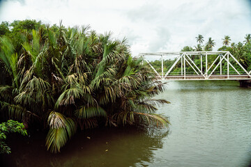 Stalowy most kolejowy na rzece na tle palm. - obrazy, fototapety, plakaty