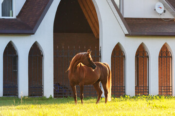 A beautiful chestnut Arabian horse looks back, body portrait against the background of dawn.