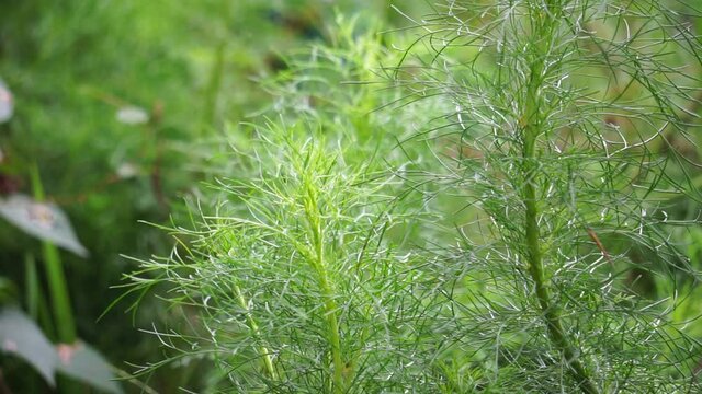 Artemisia abrotanum (southernwood, lad's love, southern wormwood, sunflower, old man) on the tree. Aerial parts of Artemisia abrotanum are used in jaundice therapy