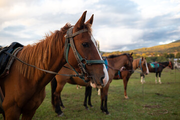 muzzles of two adult brown horses, close-up