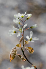 branch of a tree