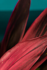 Piękny czerwony tropikalny kwiat, egzotyczne roślinne tło. - obrazy, fototapety, plakaty